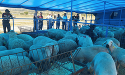 Eskişehir'de kurban satış yerlerine sıkı denetim