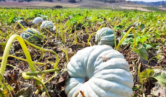 Kızılinler’in bal kabağı Türkiye’nin farklı yörelerindeki sofraları süslüyor