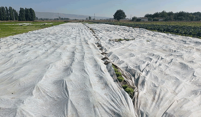 Eskişehir'de çiftçiler tarım ürünlerini branda ile korudu