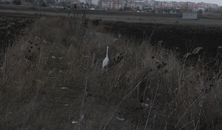 Eskişehir'de nadir görülen beyaz balıkçıl kuşu fotoğraflandı